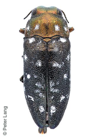 Diphucrania cupreicollis, PL0946, male, MU, 7.3 × 2.8 mm